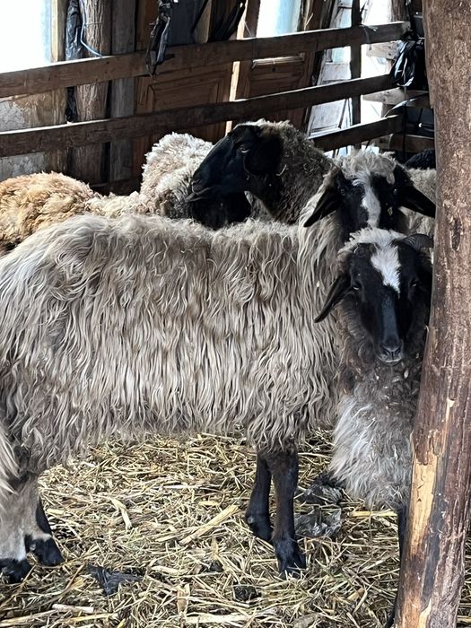 Vând 12 oi 1300 lei