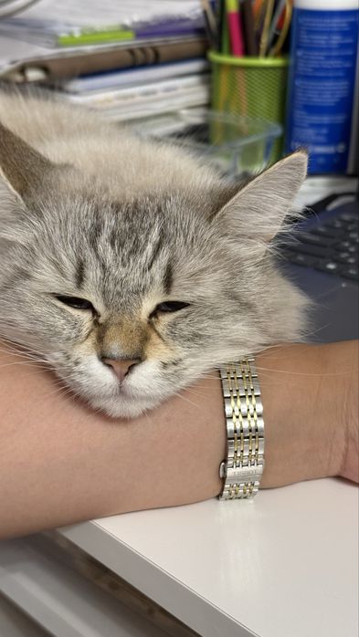 Взрослая кошка в добрые руки