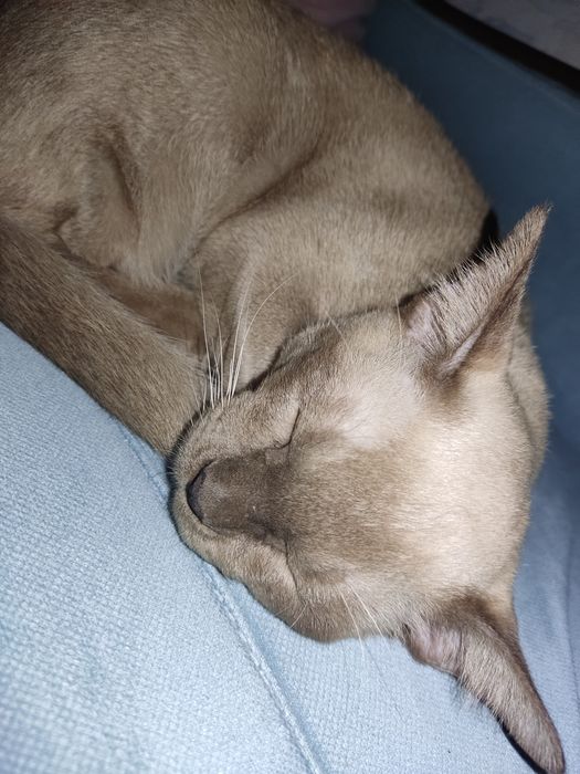 Европейская БУРМА