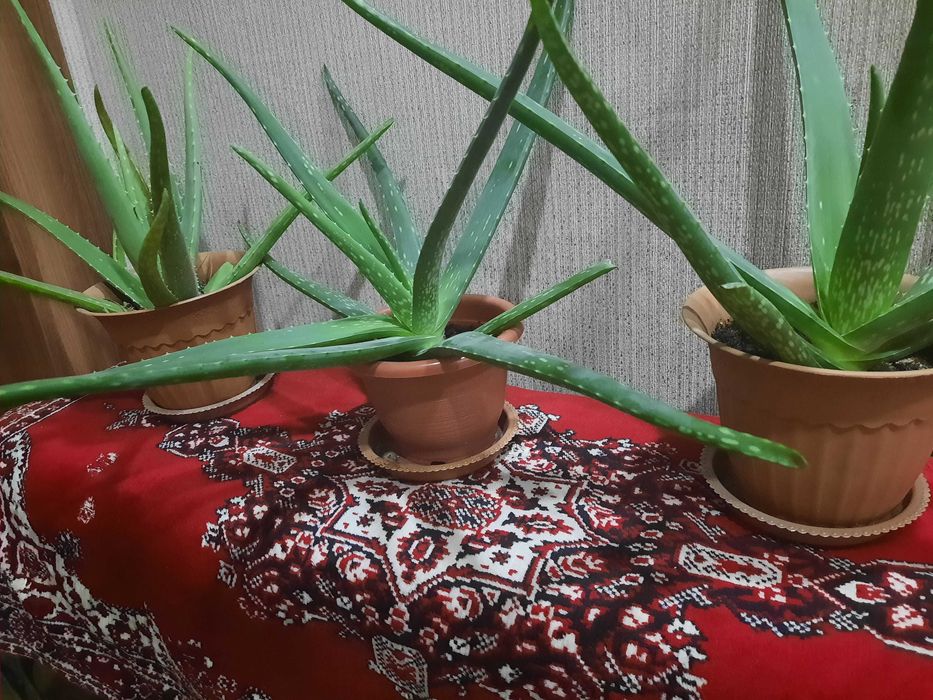 Комнатные цветы Алоэ Вера