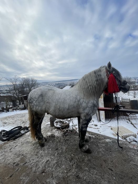 Harmăsar de vânzare