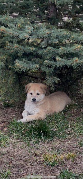 Отдам бесплатно щенка в хорошие и добрый руки