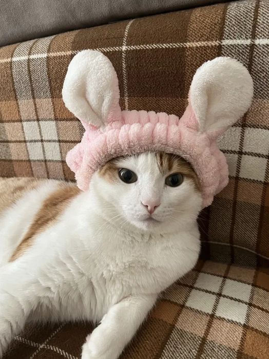 Отдам бесплатно котика