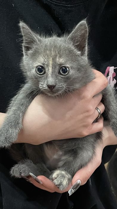 котёнок, девочка