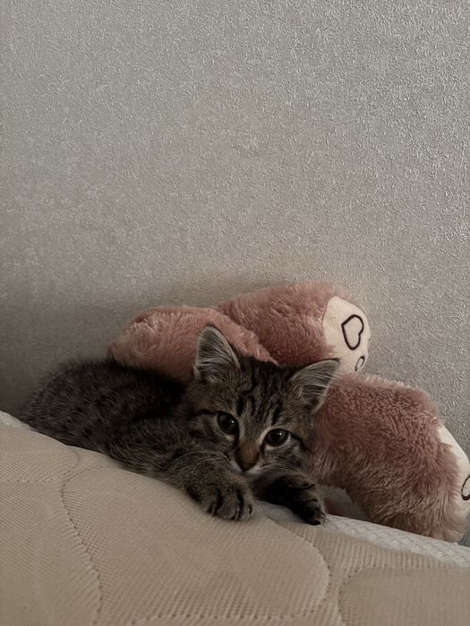 Котенок 2,5 месяца