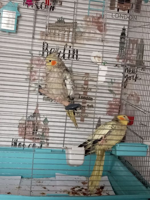 Продам попугаев Корелл