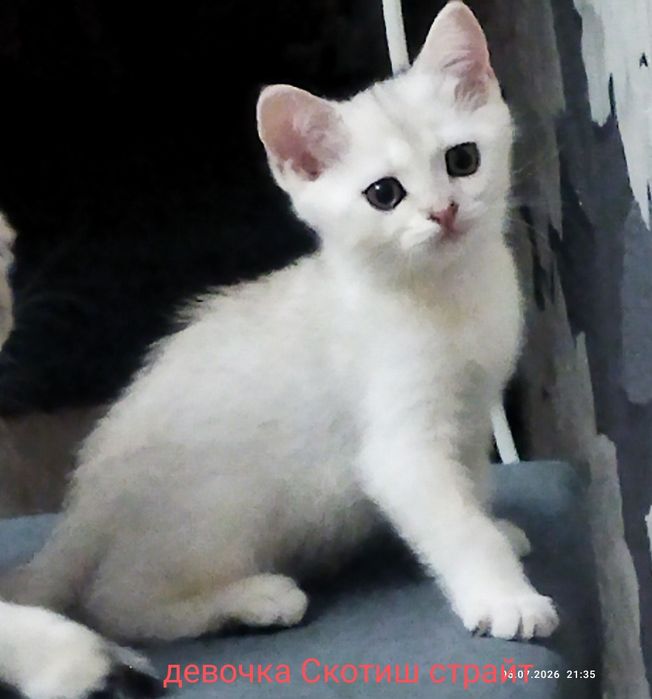 Котята серебряная шиншилла