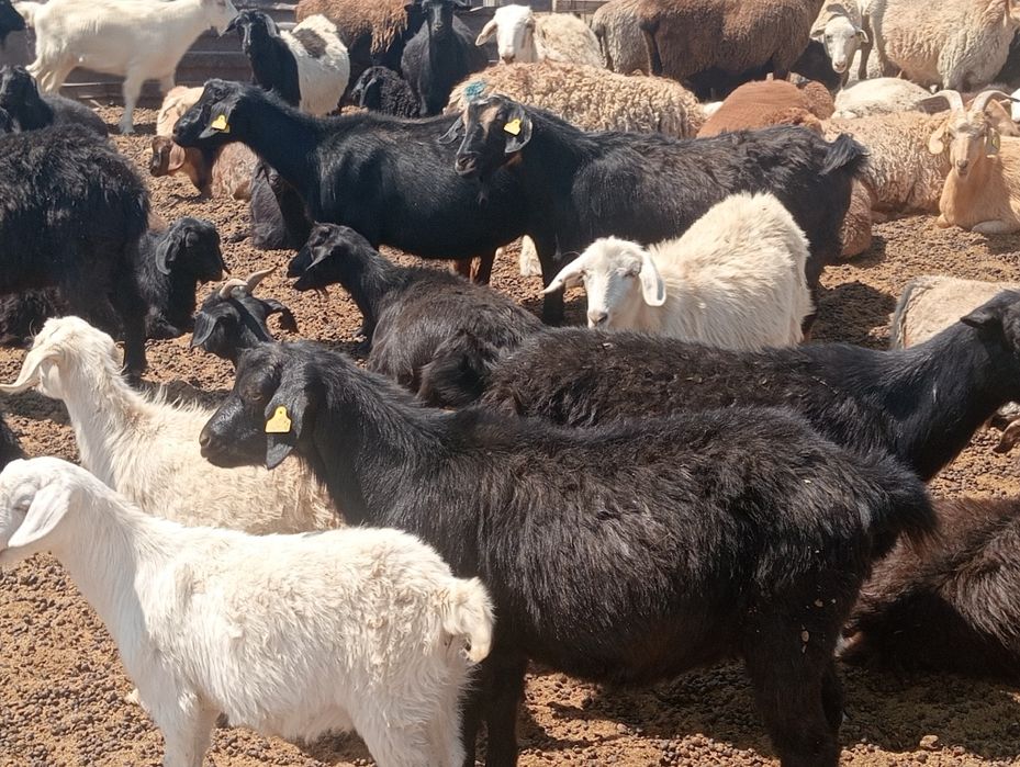 Продам баранов на курбан айт
