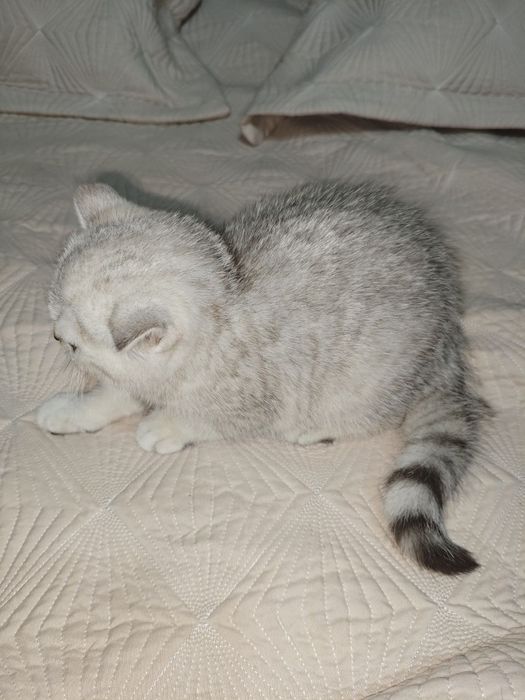 Шиншилла серебро с родословной