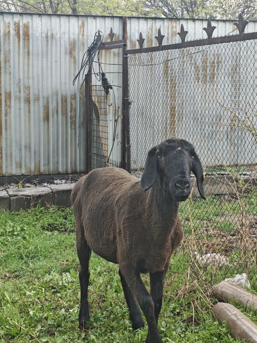 Арашан Гиссар матка