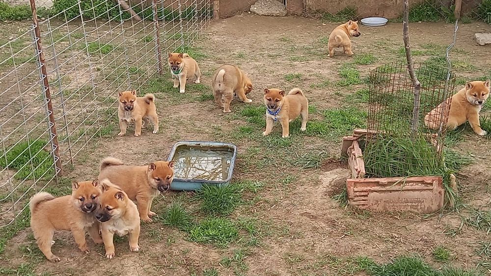 Шиба ину мъжки и  женски кученца