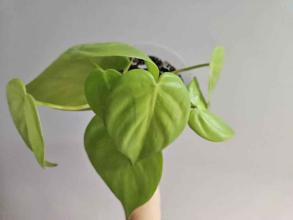 Филодендрон лайм