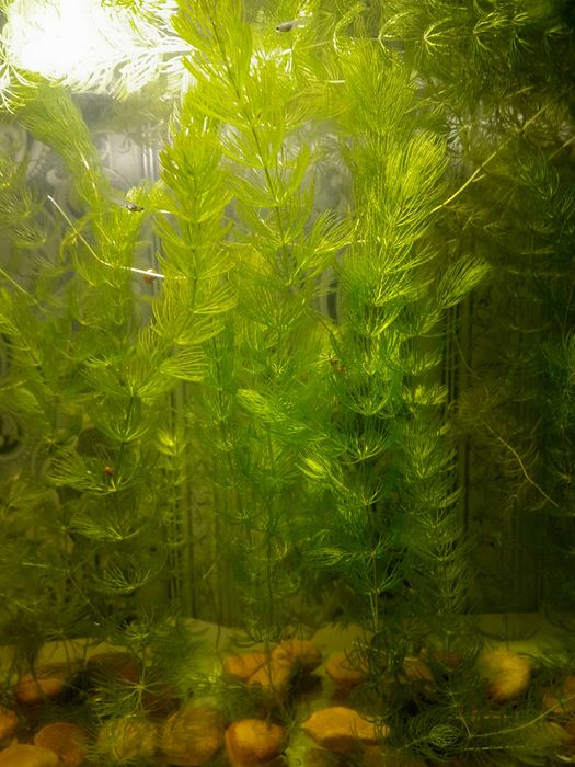 продам растение аквариумные