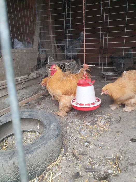 Pui de găini rasa