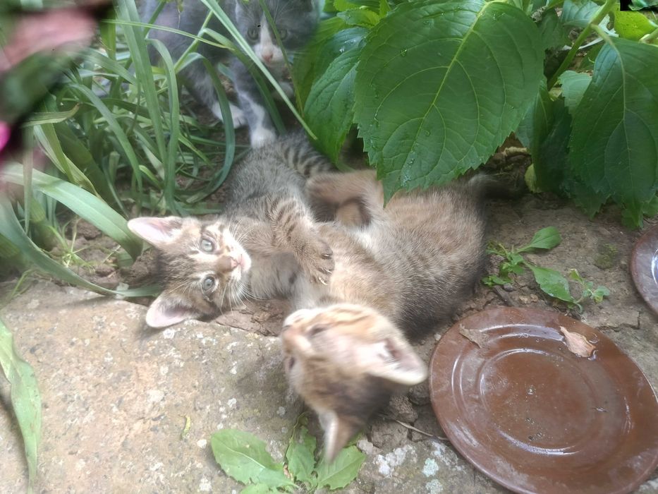 Подарявам малки котенца