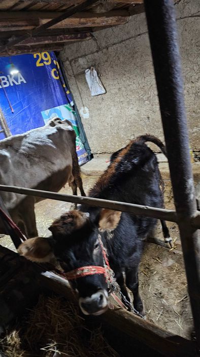 Shvet buzoq 6-7 oylik