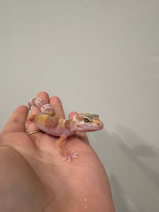 Эублефары разных морф