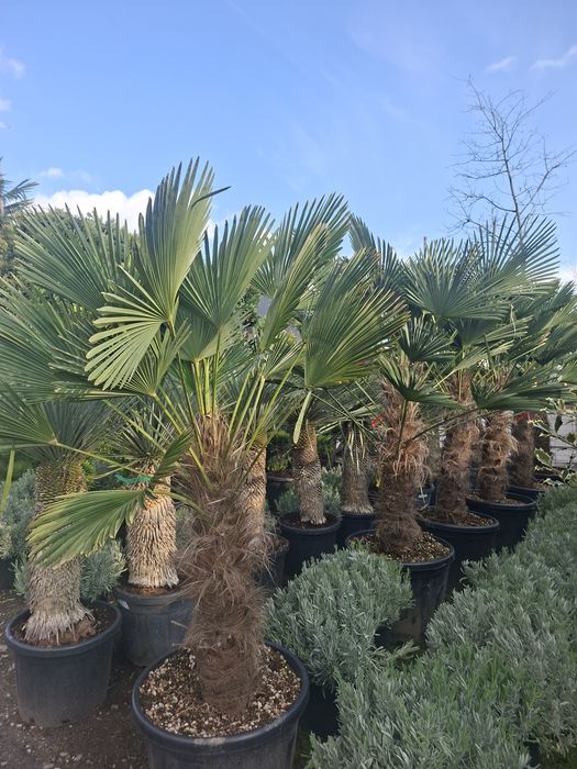 Palmieri yucca tulpina