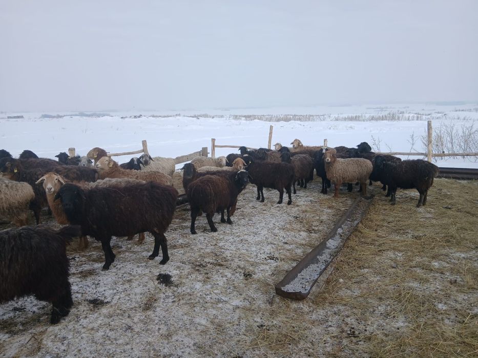 Кой сатамын! 55-60 бас