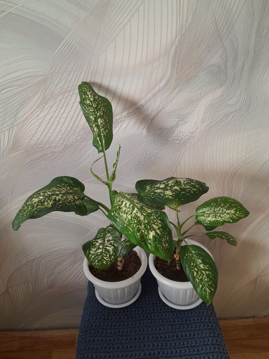 Дифинбахия домашние дерево