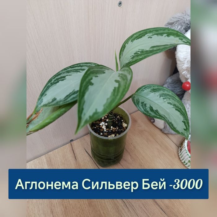Комнатные цветы недорого