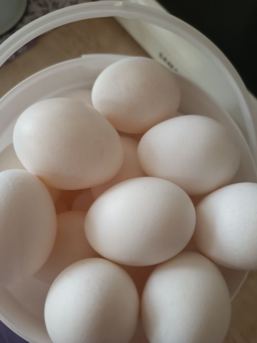 Домашние куриные яйца