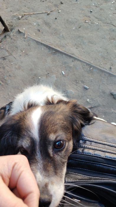 Животные бесплатно