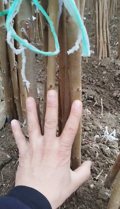 Yuqori sifatli va ishonchli koʻchatlar/Юкори сифатли ва ишончли кучат