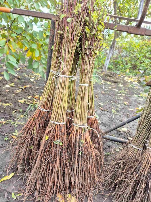 Material saditor pentru pomi fructiferi - Portaltoi de la producator