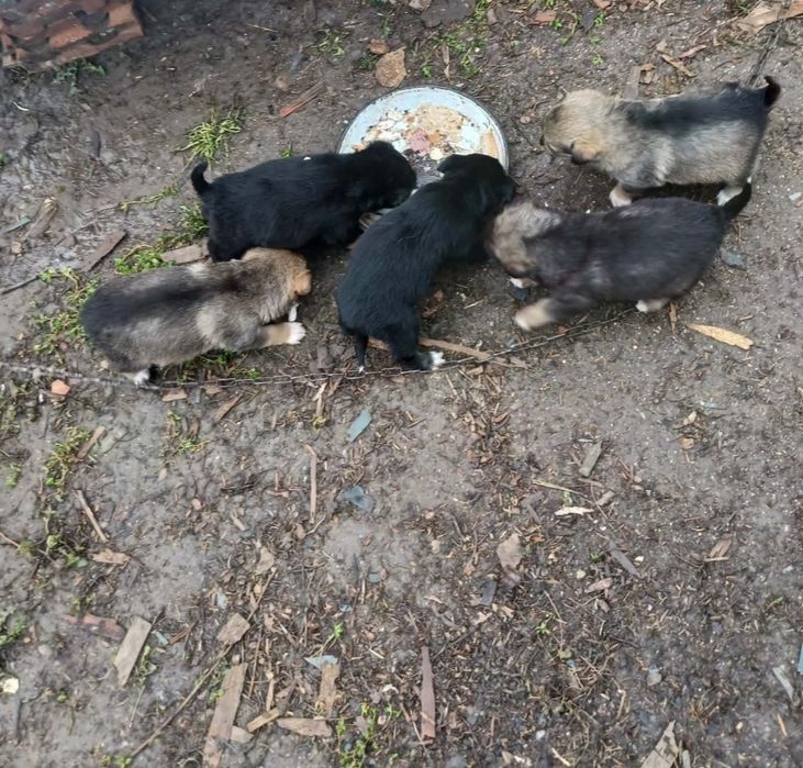 Подарявам кученца