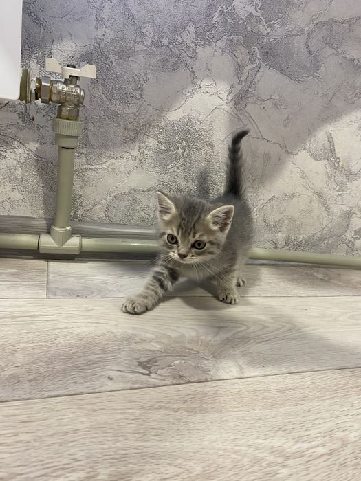 Отдам котят бесплатно