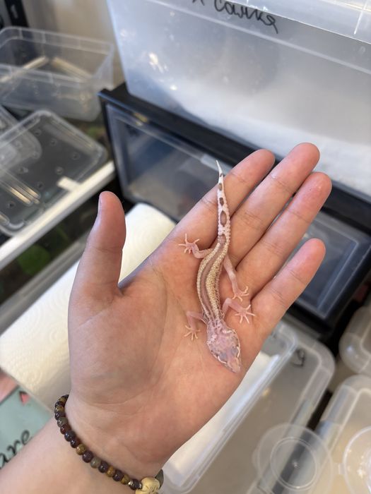 Эублефары разных морф