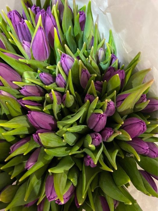 Тюльпаны опт/розница