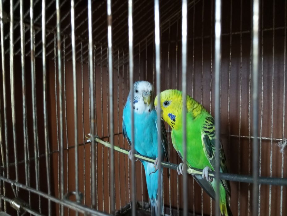 2папугай с клеткой