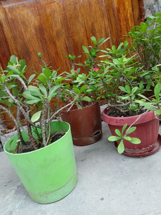 Комнатные цветы .