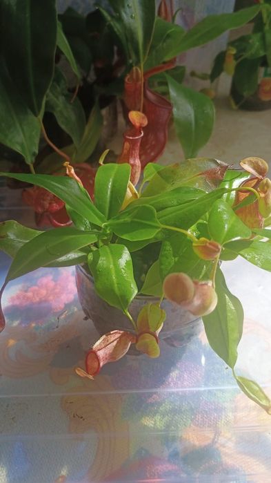 Непентес (кувшиночник)