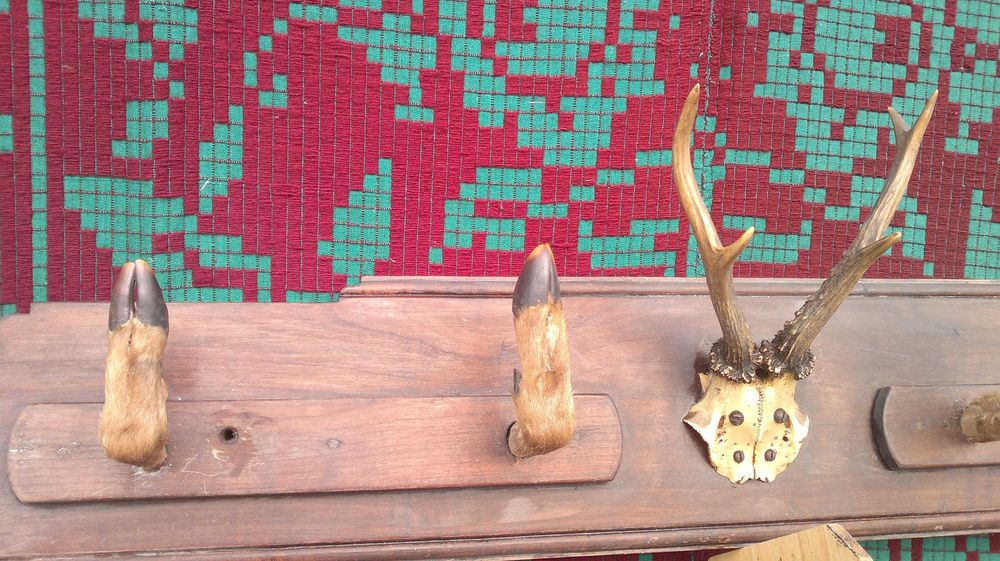 Cuier vanatoresc.  1950