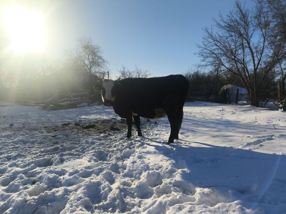 Продам корову стельная