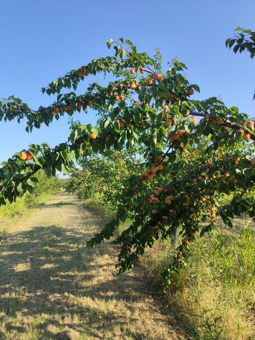 Caise de țuică sau palinca