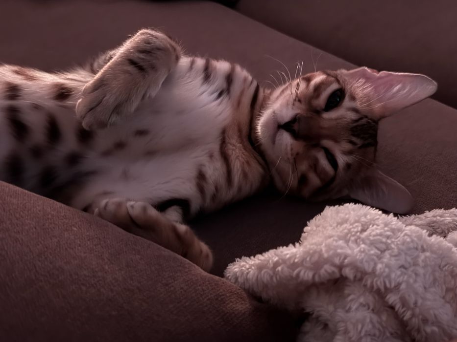 Кот бенгал Шымкент