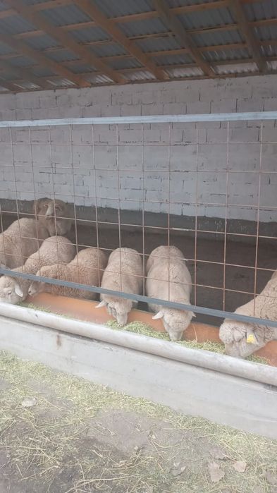 Байланган кой, токты сатамыз