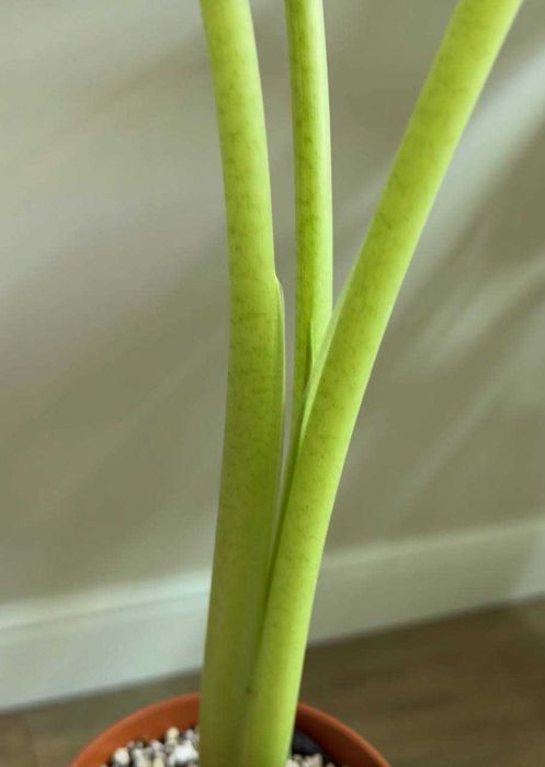 Алоказия Одора Батик Вар