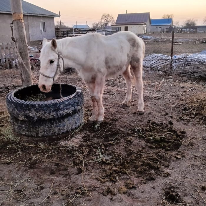 Кунан жылкы тай еркек