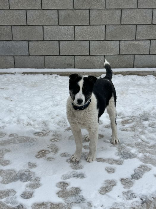 4 айлық алабай “ панда”