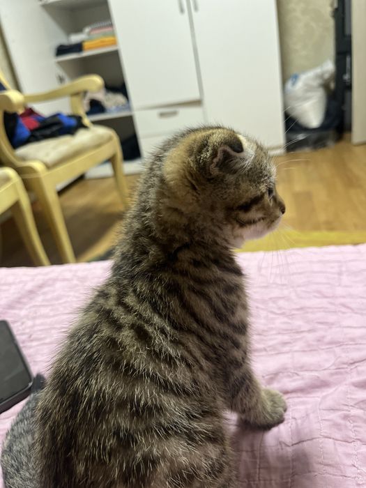 Котенок домашний