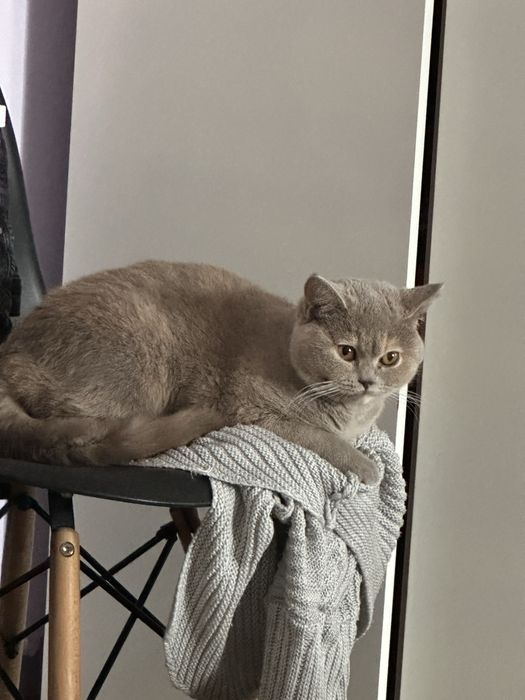 Британска синя късокосместа котка