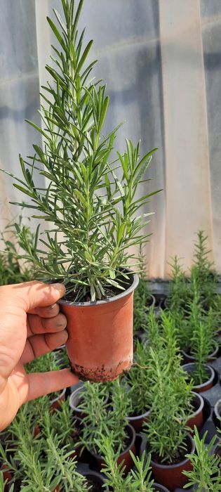 Rozmarin la ghiveci