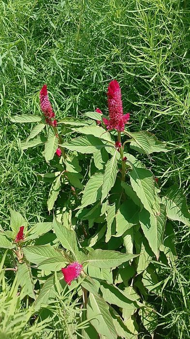 Продам срочно дом!