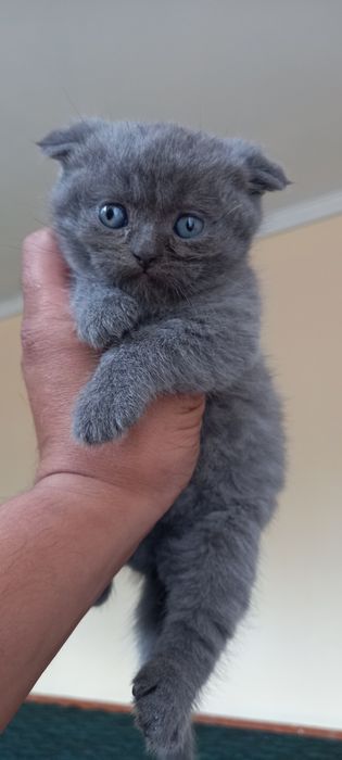 Britaniski mushukchala