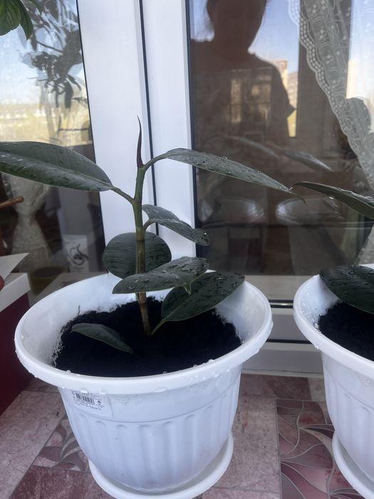 Продам Комнатные цветы